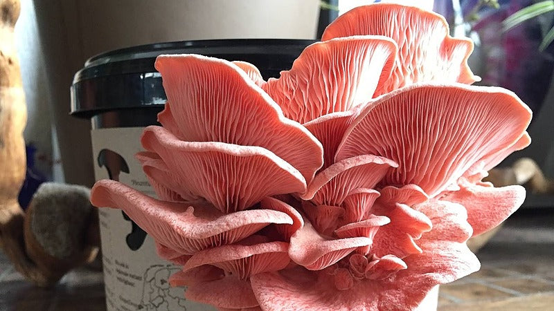 Module 0: Grow oyster mushroom at home