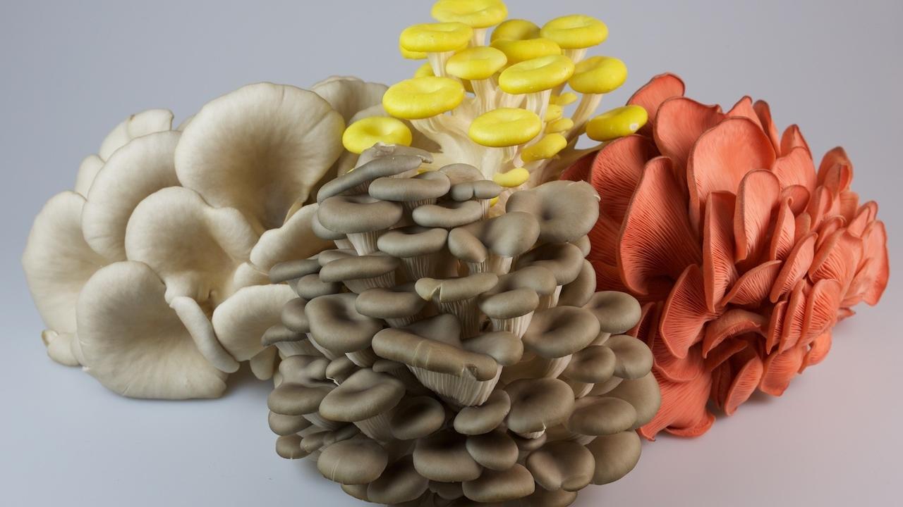 Module 1: The basis of mushroom production