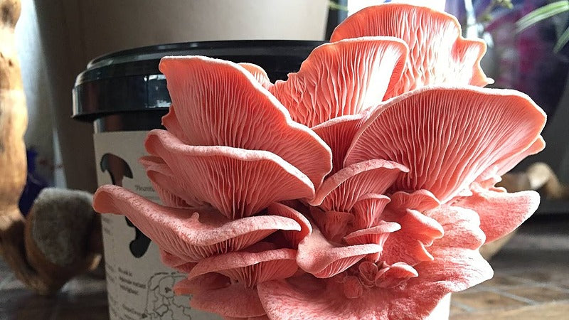 Grow oyster mushroom at home