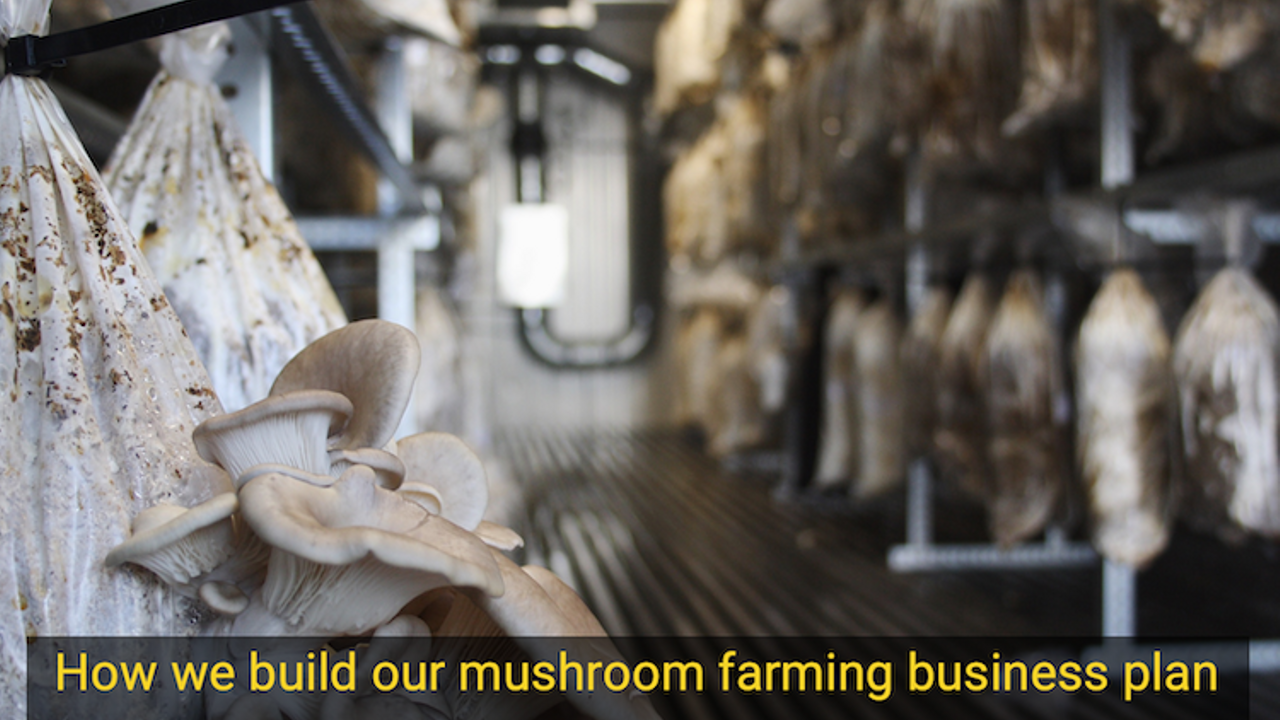 How we build our mushroom farming business plan