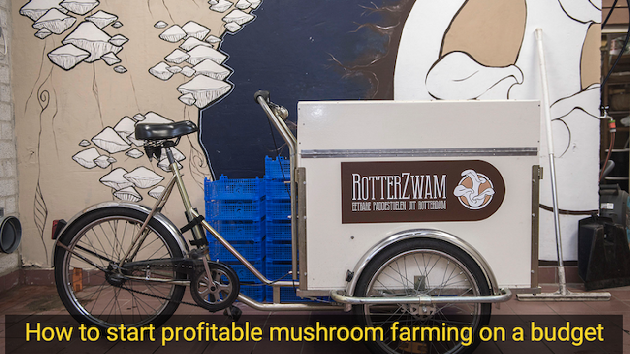 How to start profitable mushroom farming on a budget