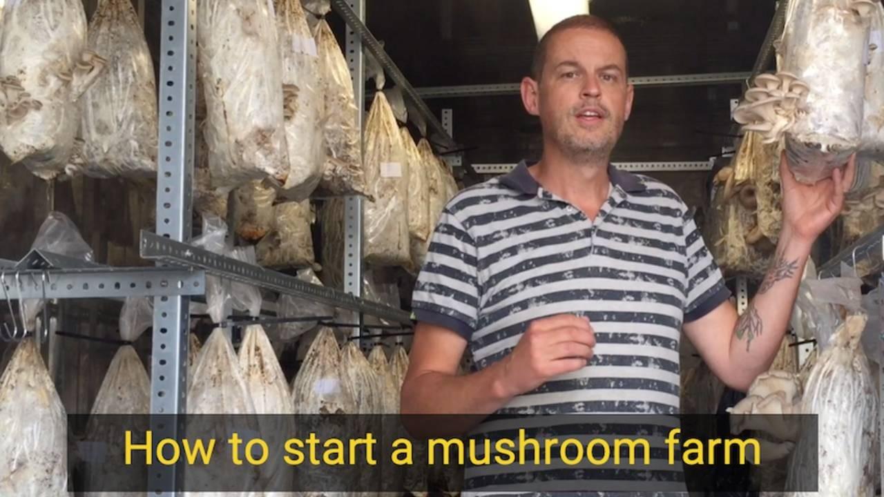 How to start a mushroom farm