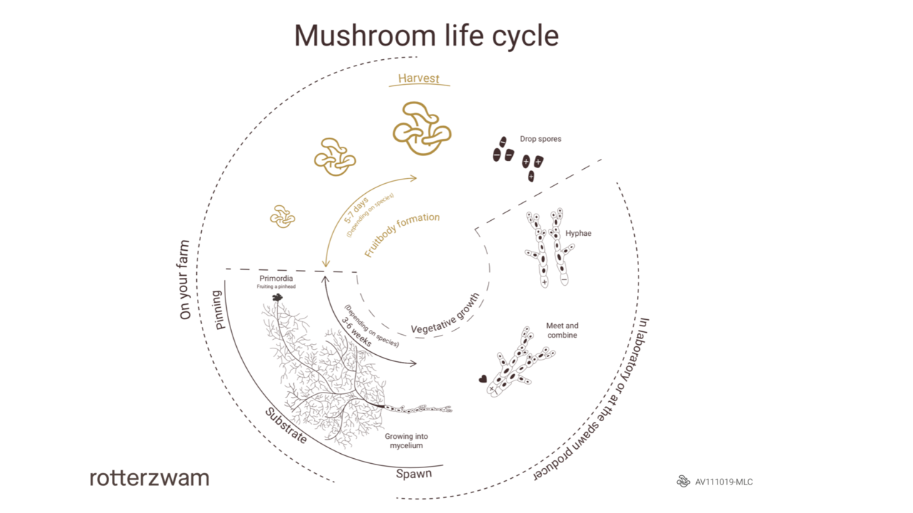 The mushroom life cycle on your farm