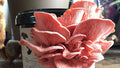 Module 0: Grow oyster mushroom at home